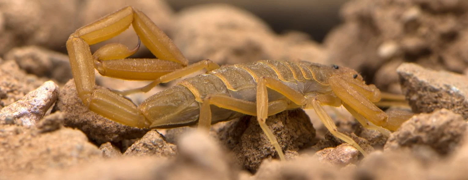 Scorpion Control in Mesa, AZ: Key Facts & Expert Removal Tips